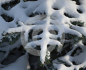 Snow on spruce branches