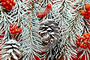 Snow spruce branches with cones and rowanberries, close-up