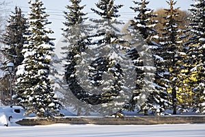 Snow on spruce branches in winter. Tall snow-covered fir trees grow in the city park. Beautiful winter landscape