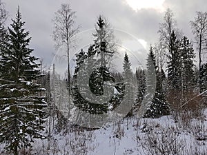 Snow spruce winter forest