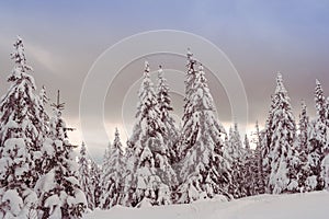 Snow spruces among snowdrifts in winter forest. Branches of trees bent from weight of snowfall