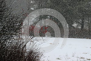 Snow squall photo