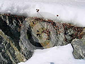 Snow on stone with perennial plants