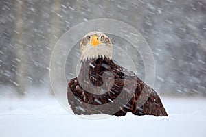 Snow storm with bald eagle. Snowflakes with Haliaeetus leucocephalus, portrait of brown bird of prey with white head, yellow bill.