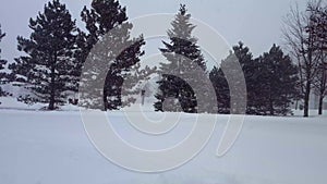 Snow Storm Blizzard With Evergreen Trees. Snowing Nature Scene With Tree Area. Snowy North Weather Scenic