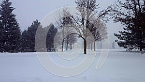 Snow Storm Blizzard With Evergreen Trees. Snowing Nature Scene With Tree Area. Snowy North Weather Scenic