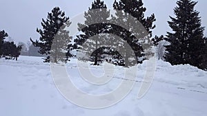 Snow storm blizzard with evergreen trees. Snowing nature scene with tree area. Snowy north weather scenic