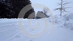 Snow storm blizzard with evergreen trees. Snowing nature scene with tree area. Snowy north weather scenic