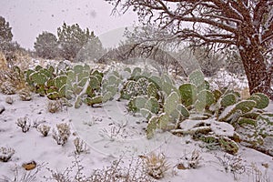 Snow storm in Chino Valley AZ