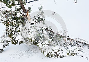 After the Snow Storm: Coping with Snow- and Ice-Damaged Trees.