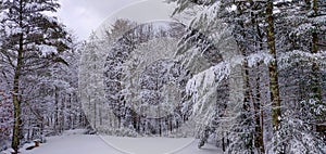 Snow storm covers forest