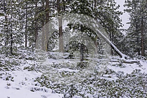 Snow storm in the forest