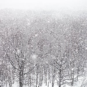 Snow storm over forest in winter