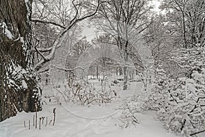 Snow storm in park
