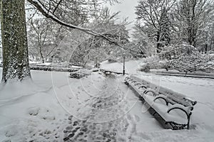 Snow storm in park