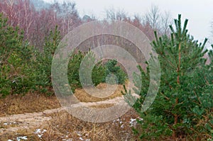 Snow storm in the spruce forest, snow is in the autumn forest