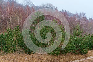 Snow storm in the spruce forest, snow is in the autumn forest
