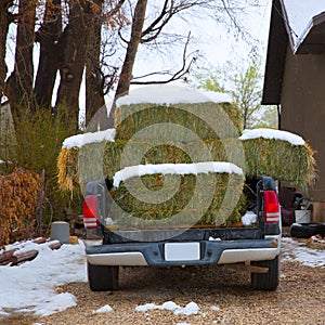 Snow straw bales truck in Nevada USA