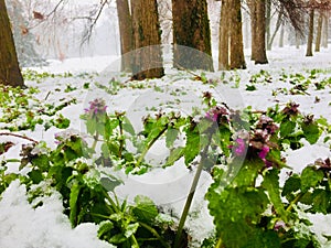 Snow, strong, plant, tenacious, green, white, vitality, small flowers.