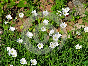 Snow In Summer (Cerastium tomentosum