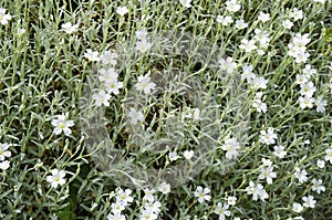 Snow-in-Summer (Cerastium tomentosum)