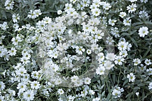 Snow-in-summer (Cerastium tomentosum).