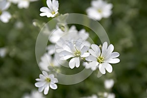 Snow-in-Summer, Cerastium tomentosum in bloom, white flowers background