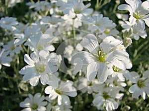 Snow-in-Summer, Cerastium tomentosum in bloom, white flowers background. small white flowers