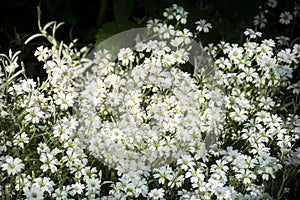 Snow In Summer Cerastium tomentosum Tiny Blooms Background