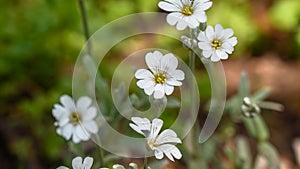 Snow-in-summer flower