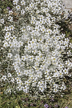 Snow in summer flowers at Terminillo mountain range, Italy