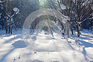 The snow and sunshine in the winter forest photo