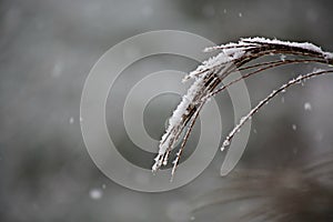 Snow on a tassle