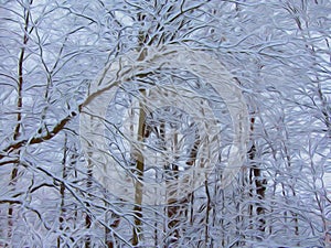 Snow Tendrils