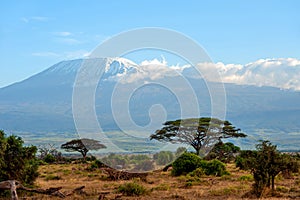 Snow on top of Mount Kilimanjaro in Amboseli