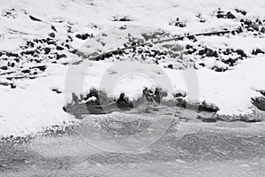 Snow Topped Icy River