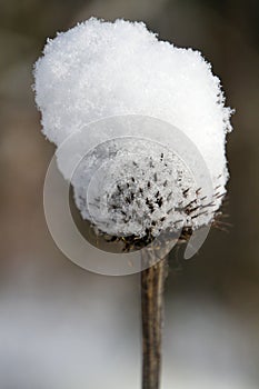 Snow-Topped Purple coneflower singular - Echinacea purpurea