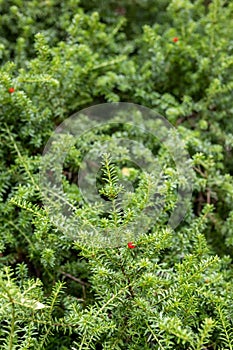 Snow totara Podocarpus nivalis Rockery Gem with red berries