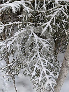 Snow touched spruce tree winter