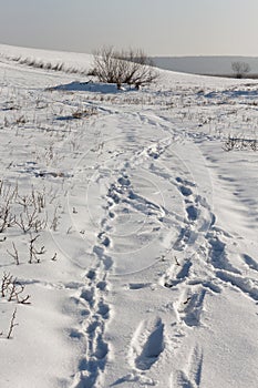 Snow traces