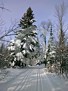 Snow Tracks