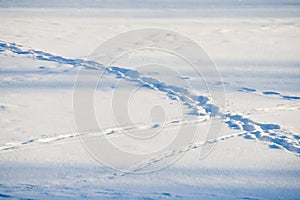 Snow Trails