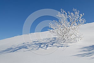 Snow and tree