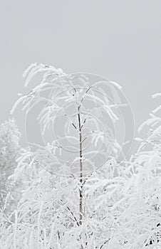 Snow on the tree