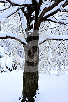 Snow Tree