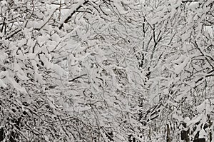 Snow on the tree