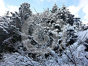 Snow tree 6