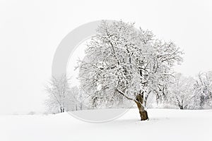 Snow tree