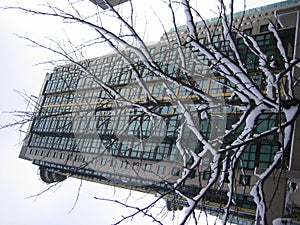 Snow Tree Against Building