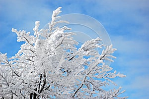 Snow tree on blue sky